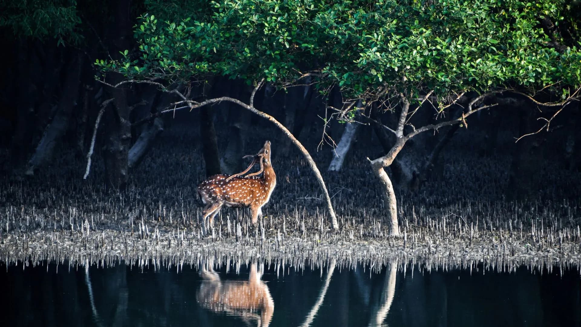 Sundarbans